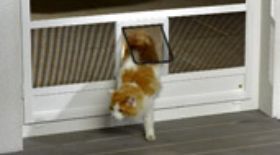 katzenklappe.jpg